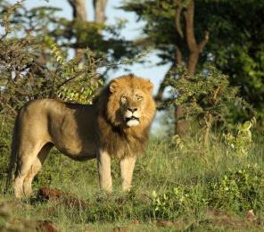 lions and their prey in kenya